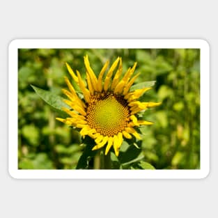 llb brisk sunflower Sticker